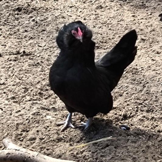 antwerpener-bartzwerg-tierpark-fuerstenwalde-steckbrief