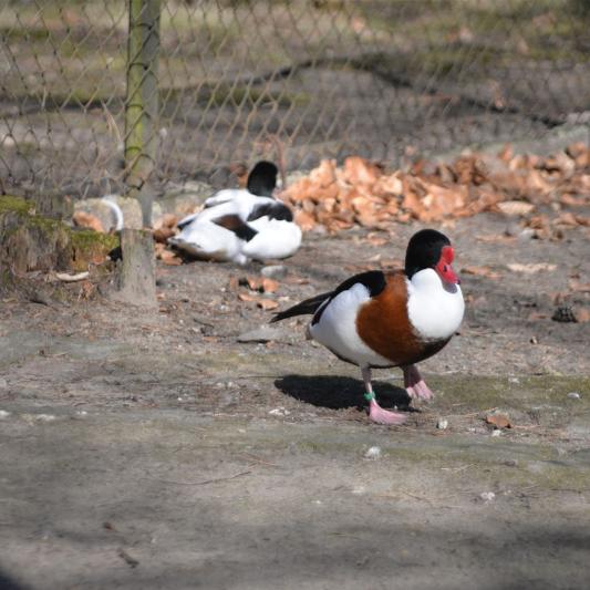 brandgans-tierpark-fuerstenwalde-steckbrief