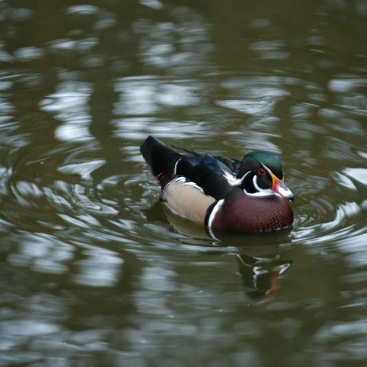 brautente-tierpark-fuerstenwalde-steckbrief
