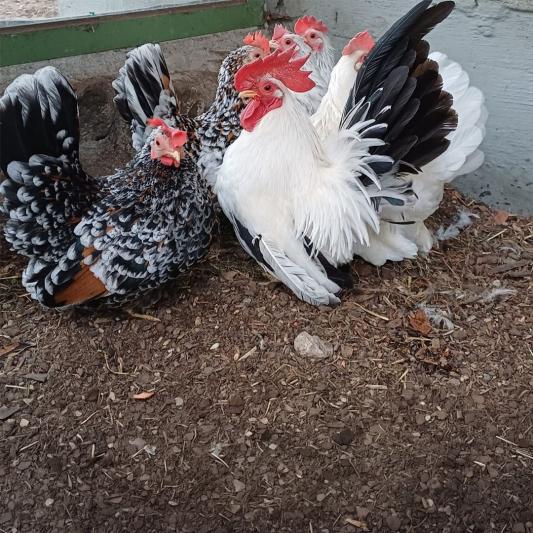 Chabo-Huhn-tierpark-fuerstenwalde-steckbrief