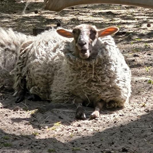 coburger-fuchsschaf-tierpark-fuerstenwalde-steckbrief