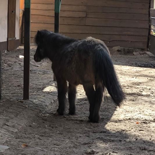 dartmoor-pony-tierpark-fuerstenwalde-steckbrief