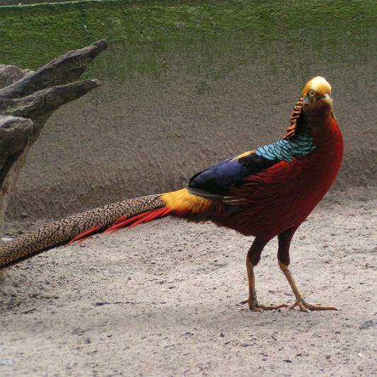 goldfasan-tierpark-fuerstenwalde-steckbrief