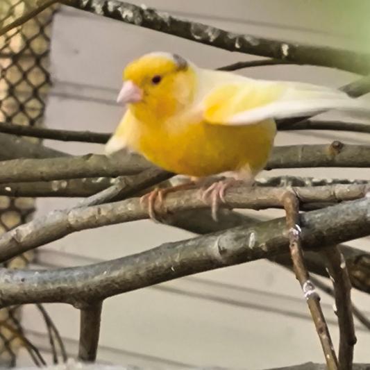 kanarienvogel-tierpark-fuerstenwalde-steckbrief