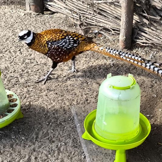 koenigsfasan-tierpark-fuerstenwalde-steckbrief