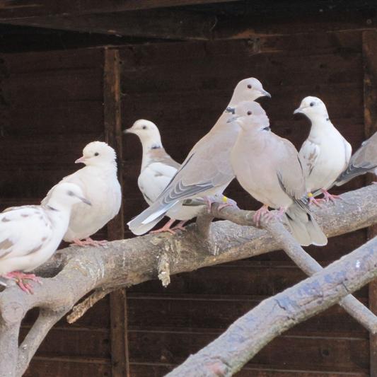 lachtaube-tierpark-fuerstenwalde-steckbrief