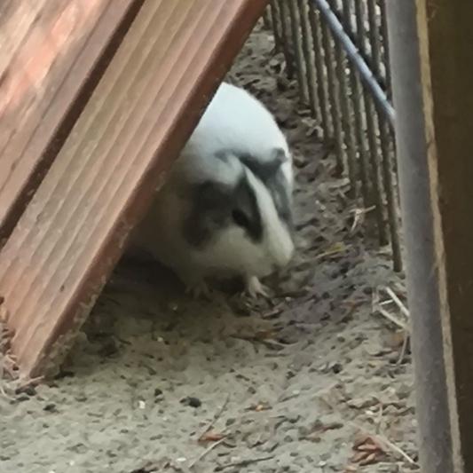 meerschweinchen-tierpark-fuerstenwalde-steckbrief