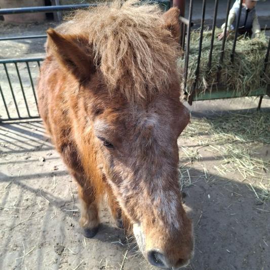 muli-tierpark-fuerstenwalde-steckbrief