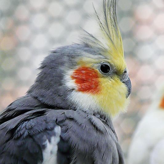 nyphensittich-tierpark-fuerstenwalde-steckbrief