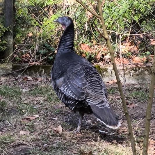 pute-tierpark-fuerstenwalde-steckbrief