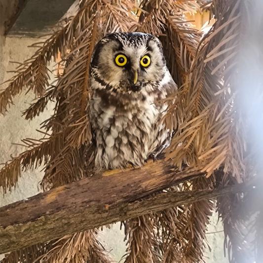 Raufusskauz-tierpark-fuerstenwalde-steckbrief