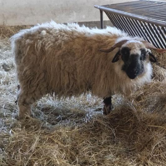 schwarznasenschaf-tierpark-fuerstenwalde-steckbrief