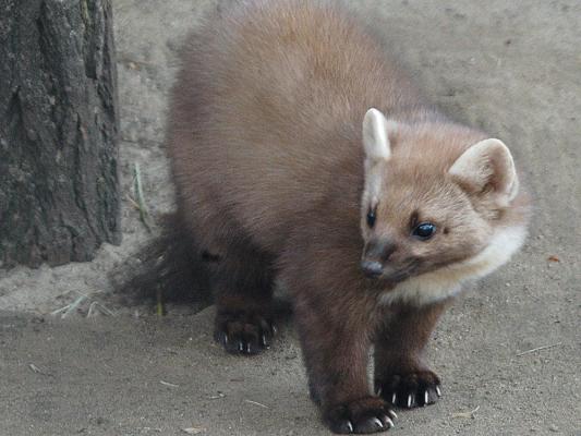 steinmarder-tierpark-fuerstenwalde-steckbrief