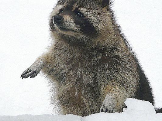 waschbaer-tierpark-fuerstenwalde-steckbrief