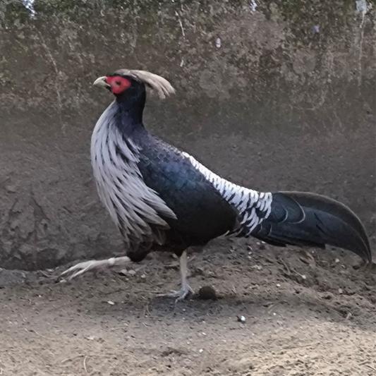 Weißhaubenfasan-tierpark-fuerstenwalde-steckbrief