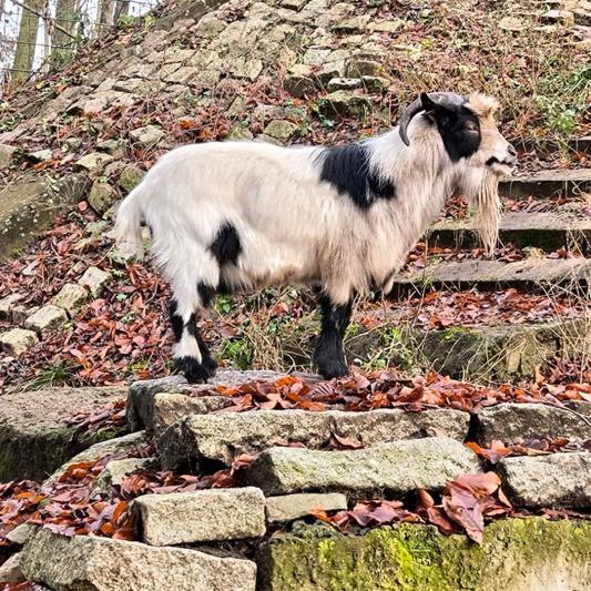 ziegenbock-tierpark-fuerstenwalde-steckbrief