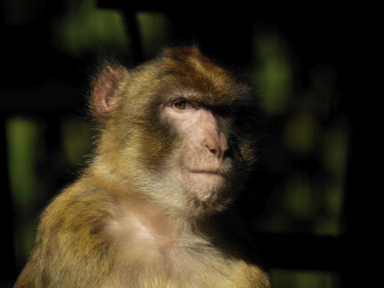 heimattiergarten-tierpark-zoo-fuerstenwalde-tiere-029