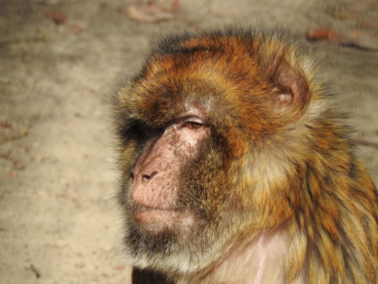 heimattiergarten-tierpark-zoo-fuerstenwalde-tiere-035