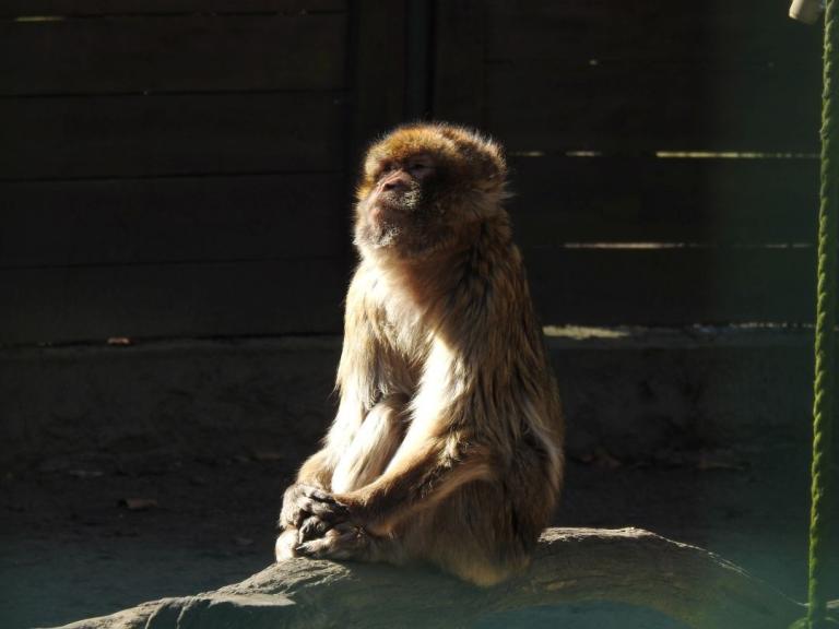 heimattiergarten-tierpark-zoo-fuerstenwalde-tiere-036