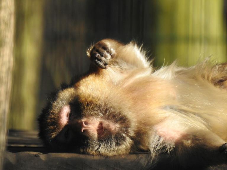 heimattiergarten-tierpark-zoo-fuerstenwalde-tiere-037