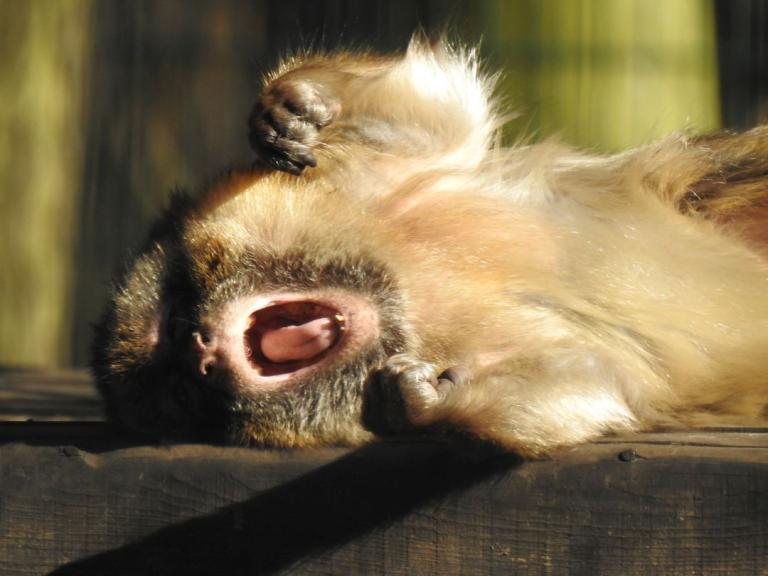 heimattiergarten-tierpark-zoo-fuerstenwalde-tiere-038