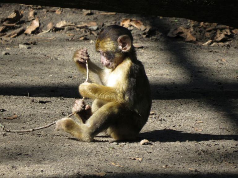 heimattiergarten-tierpark-zoo-fuerstenwalde-tiere-046