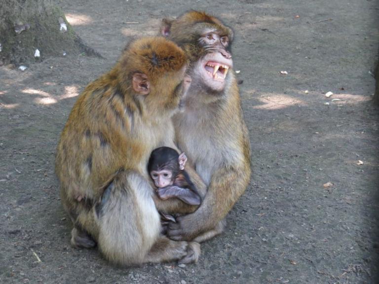 heimattiergarten-tierpark-zoo-fuerstenwalde-tiere-053