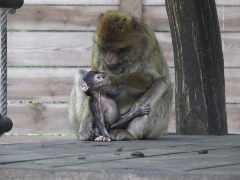 heimattiergarten-tierpark-zoo-fuerstenwalde-tiere-054