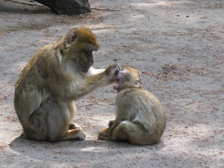 heimattiergarten-tierpark-zoo-fuerstenwalde-tiere-056