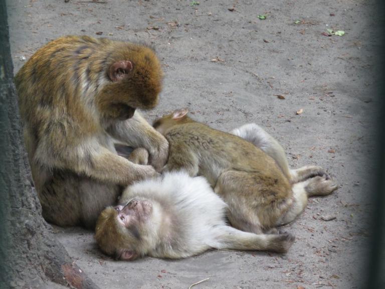 heimattiergarten-tierpark-zoo-fuerstenwalde-tiere-057