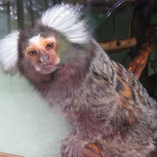 heimattiergarten-tierpark-zoo-fuerstenwalde-tiere-420