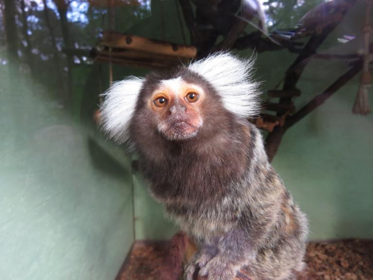 heimattiergarten-tierpark-zoo-fuerstenwalde-tiere-422