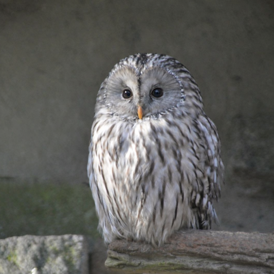 Habichtkauz-tierpark-fuerstenwalde