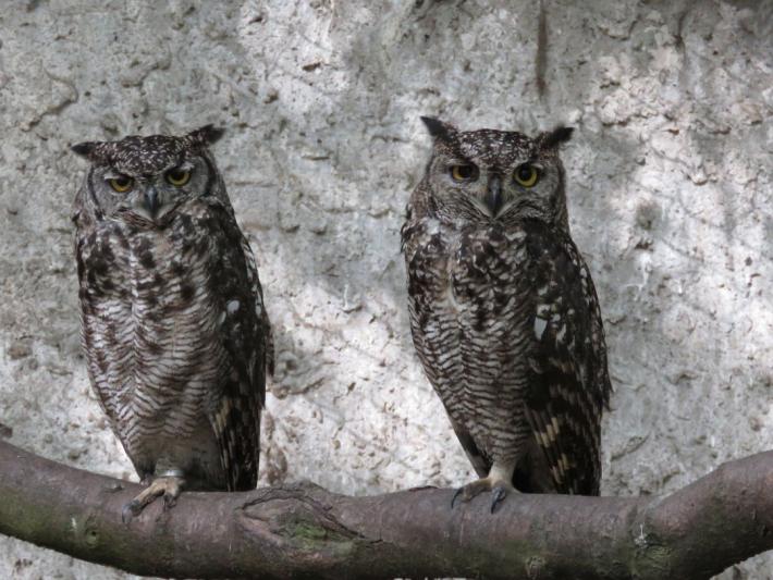 heimattiergarten-tierpark-zoo-fuerstenwalde-tiere-144