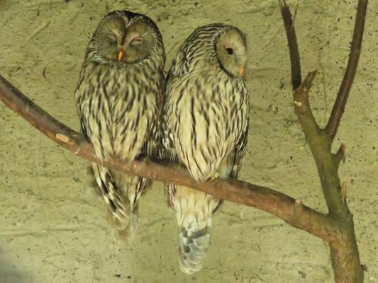 heimattiergarten-tierpark-zoo-fuerstenwalde-tiere-171