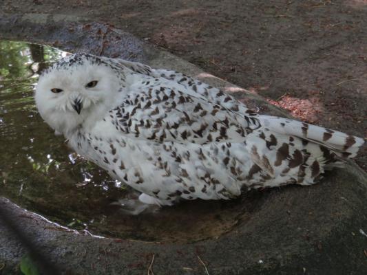 heimattiergarten-tierpark-zoo-fuerstenwalde-tiere-329