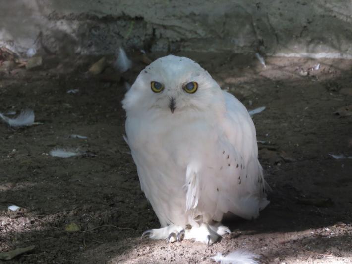 heimattiergarten-tierpark-zoo-fuerstenwalde-tiere-331