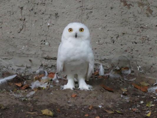 heimattiergarten-tierpark-zoo-fuerstenwalde-tiere-335