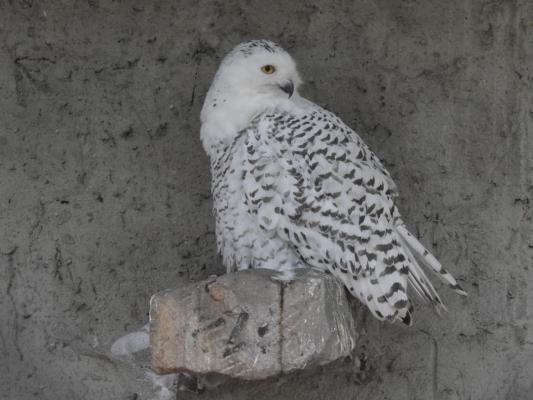 heimattiergarten-tierpark-zoo-fuerstenwalde-tiere-337