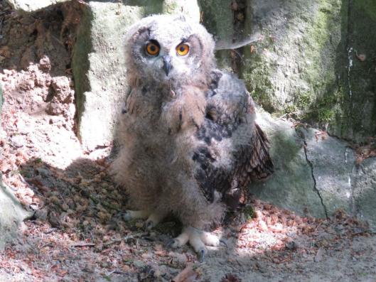 heimattiergarten-tierpark-zoo-fuerstenwalde-tiere-398