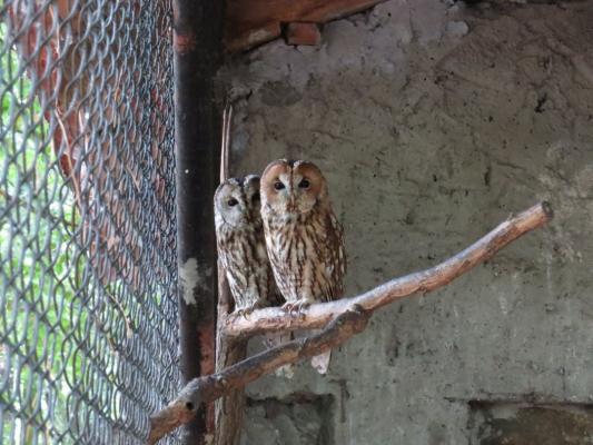 heimattiergarten-tierpark-zoo-fuerstenwalde-tiere-405