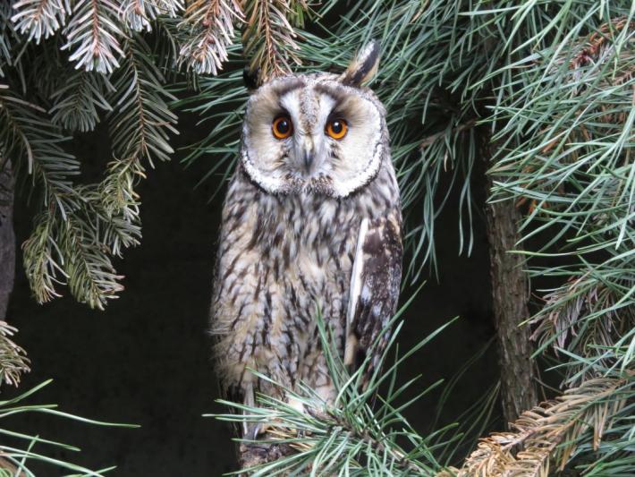 heimattiergarten-tierpark-zoo-fuerstenwalde-tiere-407