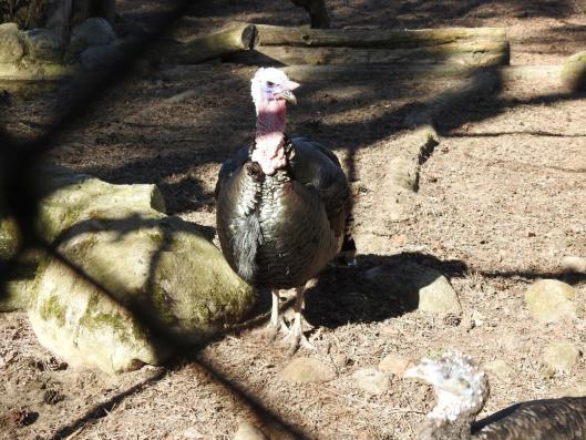 heimattiergarten-tierpark-zoo-fuerstenwalde-tiere-082