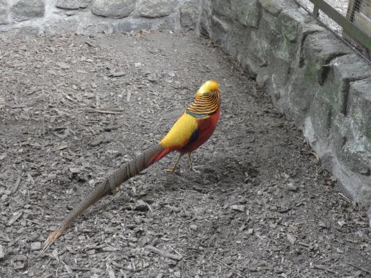 heimattiergarten-tierpark-zoo-fuerstenwalde-tiere-155