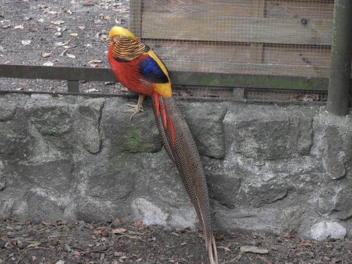 heimattiergarten-tierpark-zoo-fuerstenwalde-tiere-156