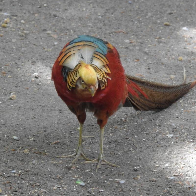 heimattiergarten-tierpark-zoo-fuerstenwalde-tiere-159