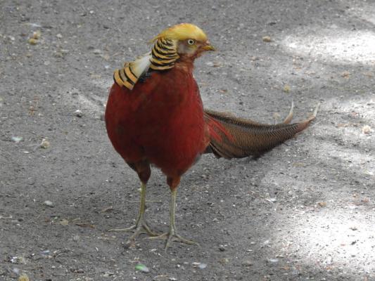 heimattiergarten-tierpark-zoo-fuerstenwalde-tiere-160