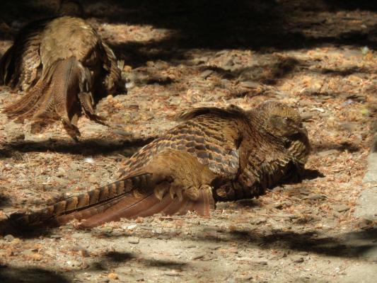 heimattiergarten-tierpark-zoo-fuerstenwalde-tiere-161