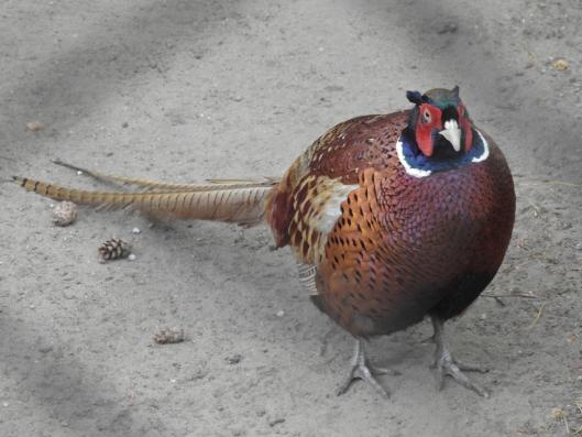 heimattiergarten-tierpark-zoo-fuerstenwalde-tiere-186