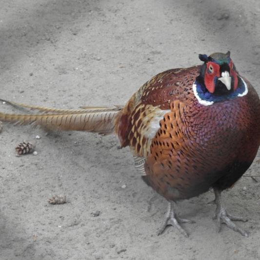heimattiergarten-tierpark-zoo-fuerstenwalde-tiere-186